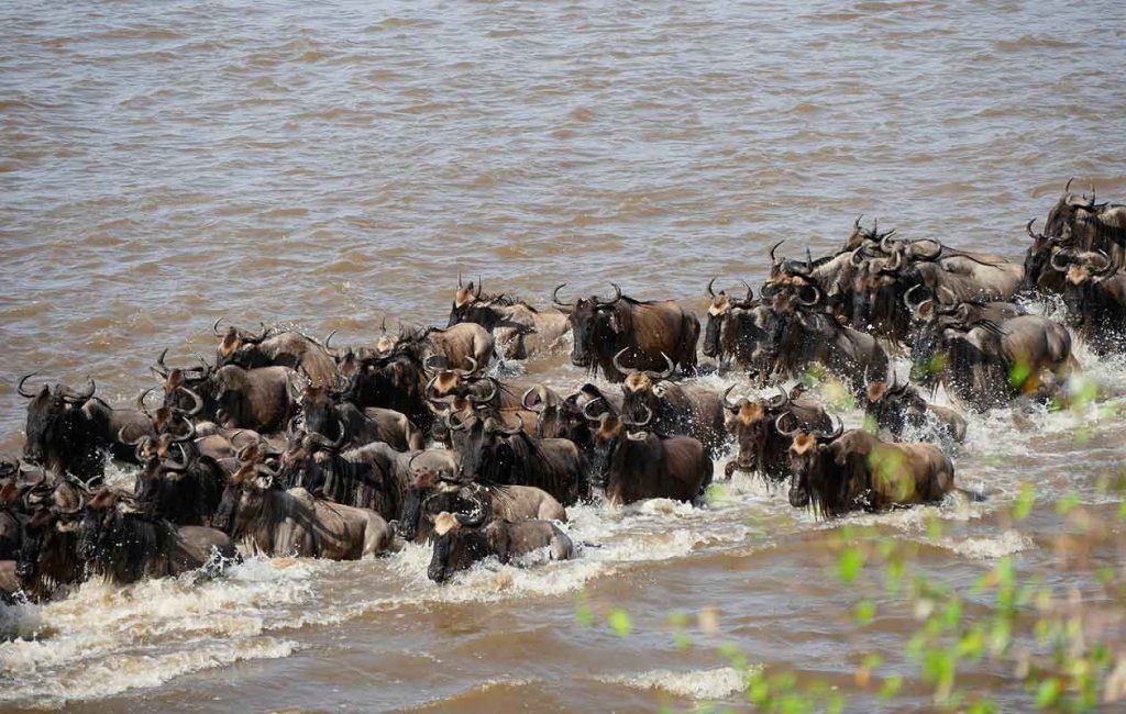 8-Day Great Migration Safari