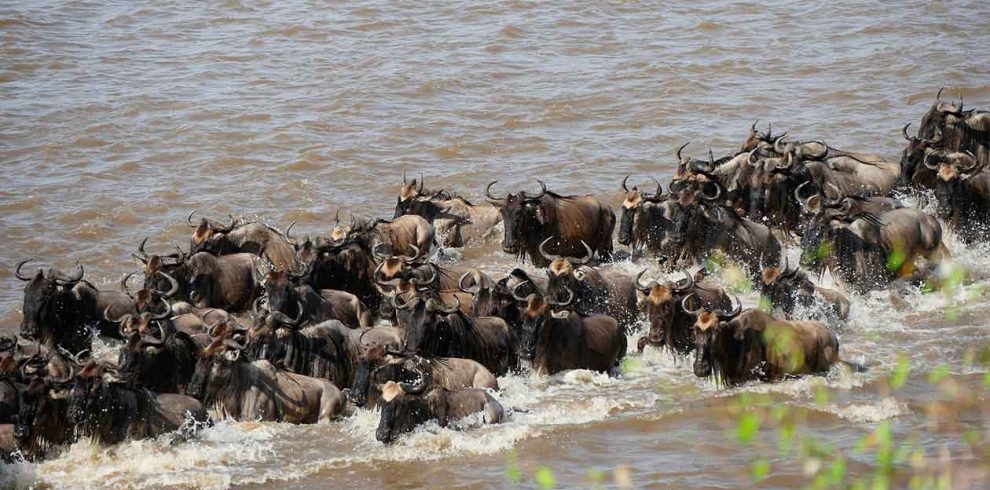 8-Day Great Migration Safari