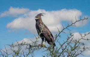 A 7-Day Walking Safari Expedition