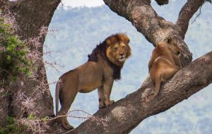 Mid-Range Serengeti Wildebeest Migration Tour