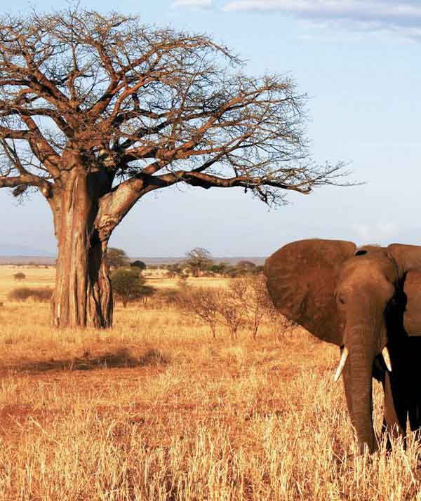 Serengeti-Big-Sky-Tarangire