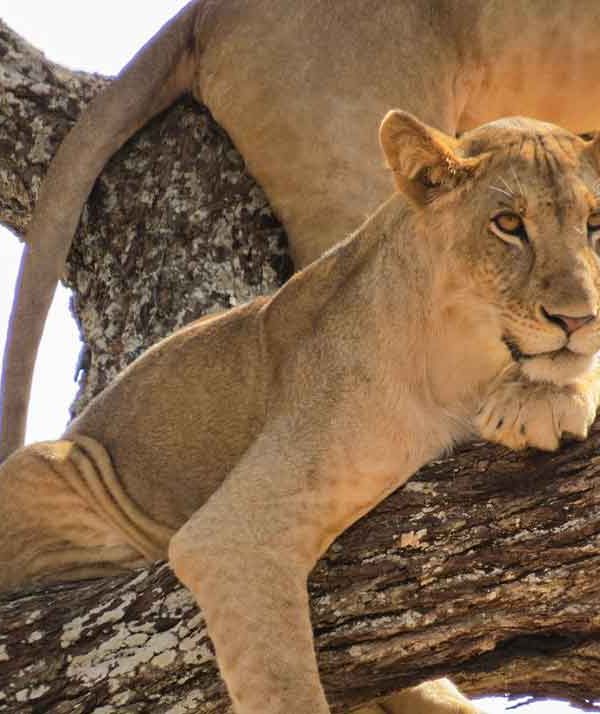 Serengeti-bigSky-LakeManyara