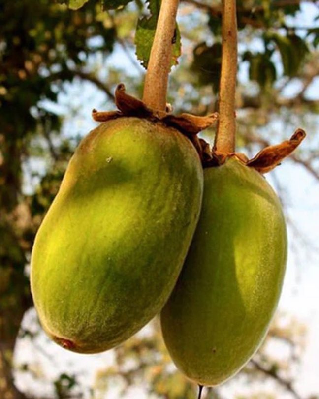 A close up of fruit on a tree Description automatically generated