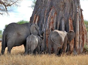 A group of elephants standing next to a tree Description automatically generated