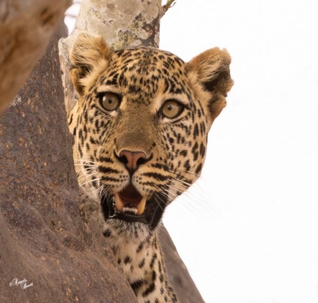 A leopard peeking out of a tree Description automatically generated