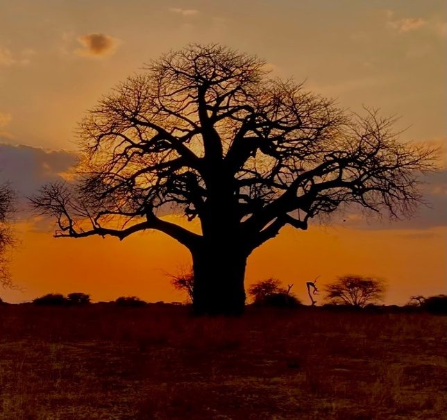 A tree in a field Description automatically generated