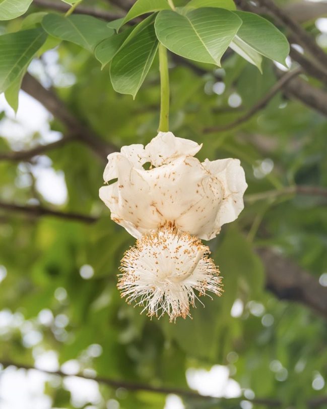 A white flower on a tree Description automatically generated