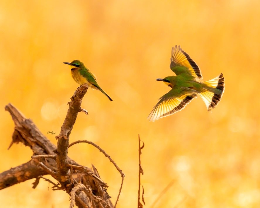 Two birds flying on a branch Description automatically generated